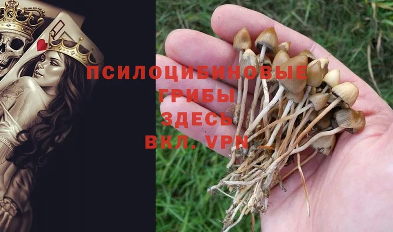 купить наркоту  Котельнич  Галлюциногенные грибы Psilocybine cubensis 